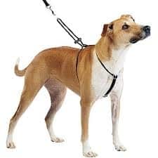 Dog Harness