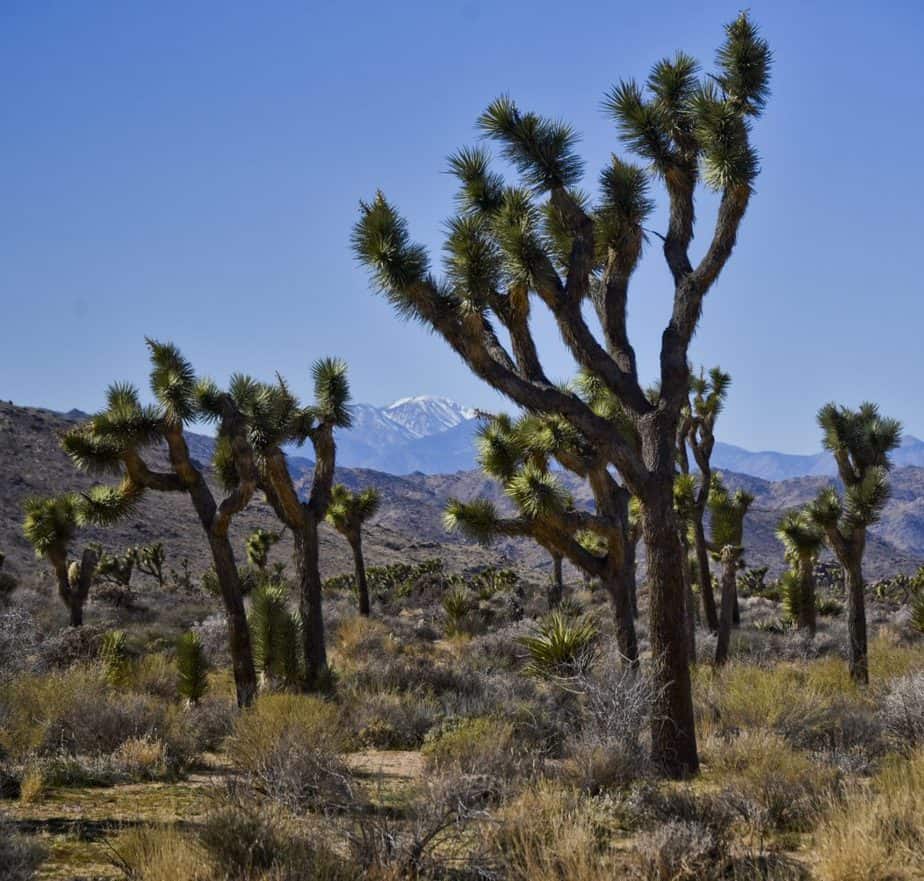 Joshua Tree National Park