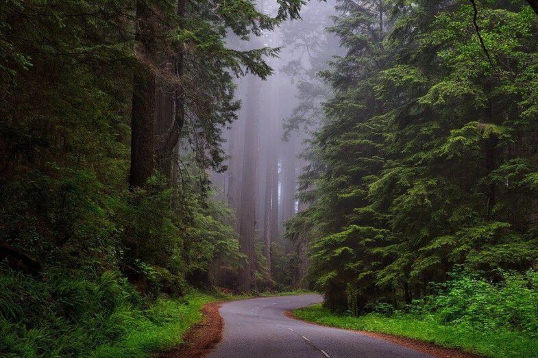 Redwood National Park