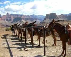 Grand Canyon Mule Ride